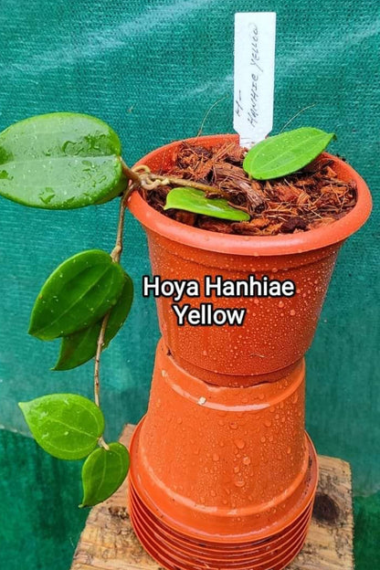 Hoya Hanhiae Yellow