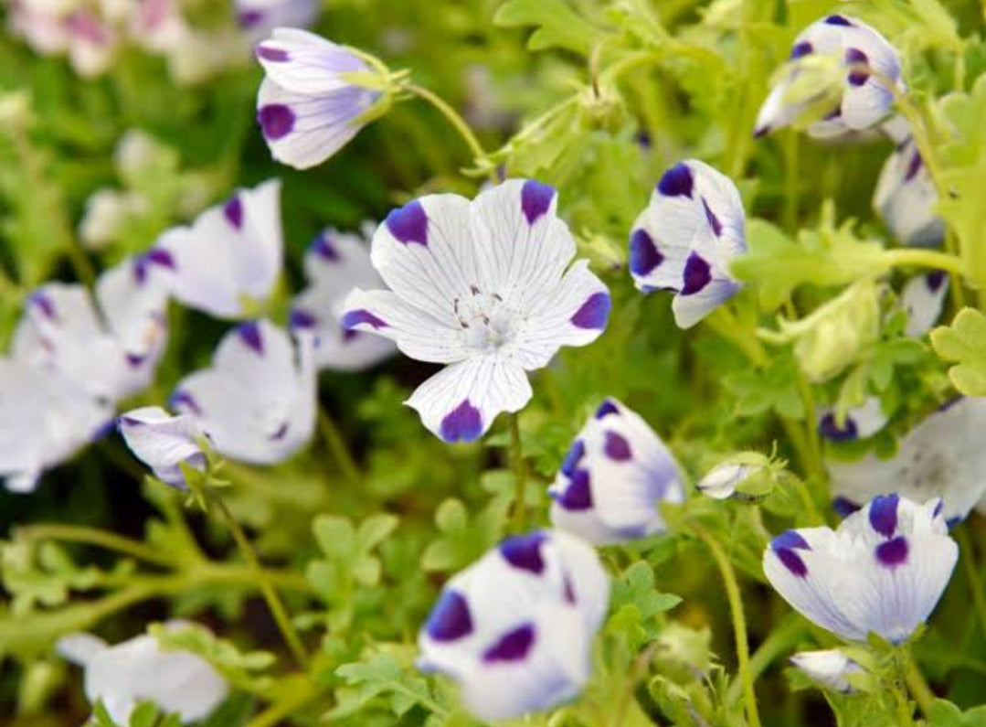 Nimophila winter Flower seeds