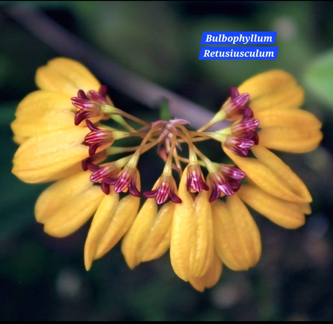 Bulbophyllum Retusiusculum