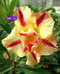 Adenium yellow red 12