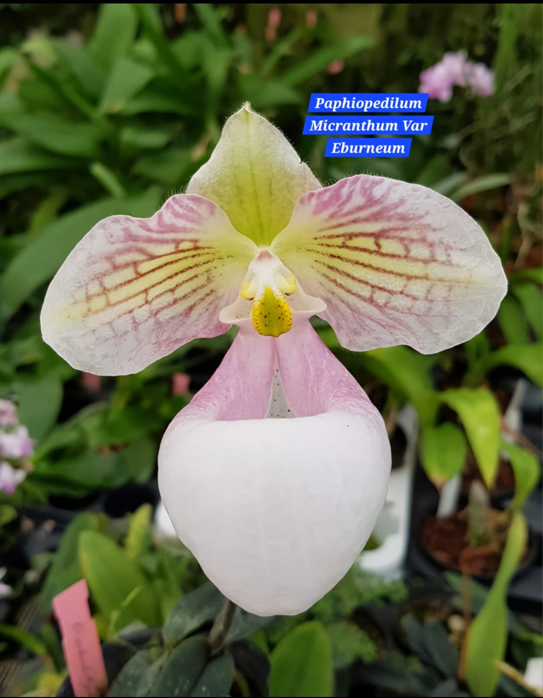 Paphiopedilum Micranthum Var Eburneum