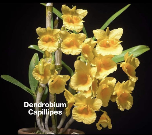 Dendrobium Capillipes