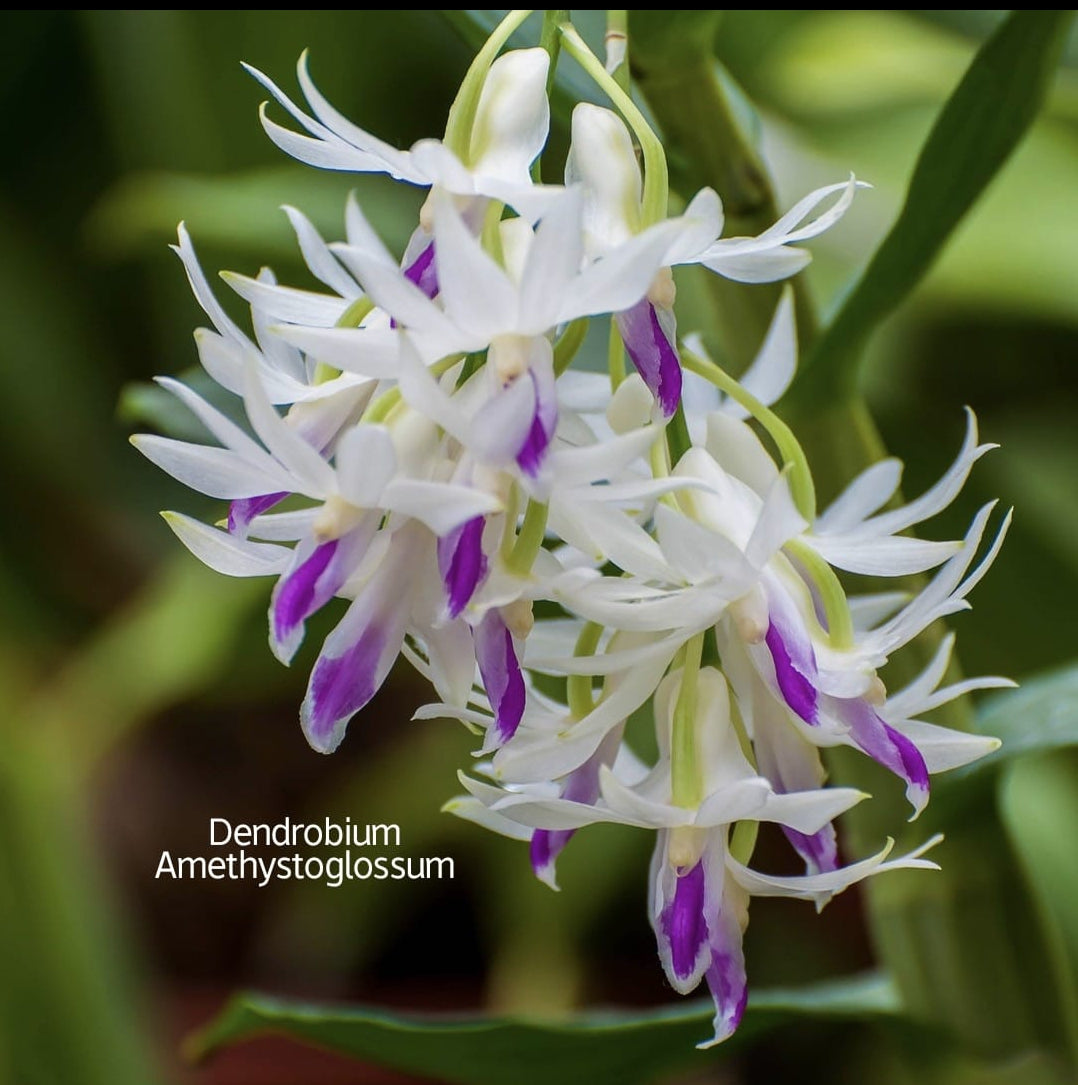 Dendrobium Amethystoglossum