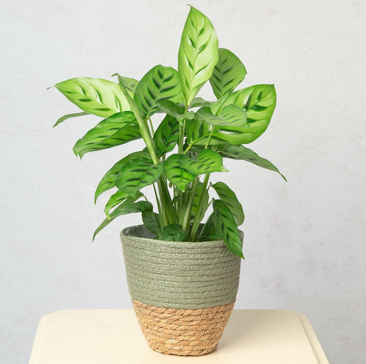 Calathea 5