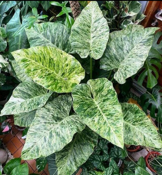 Philodendron Giganteum Blizzard Plant (Semishade Node Plant)