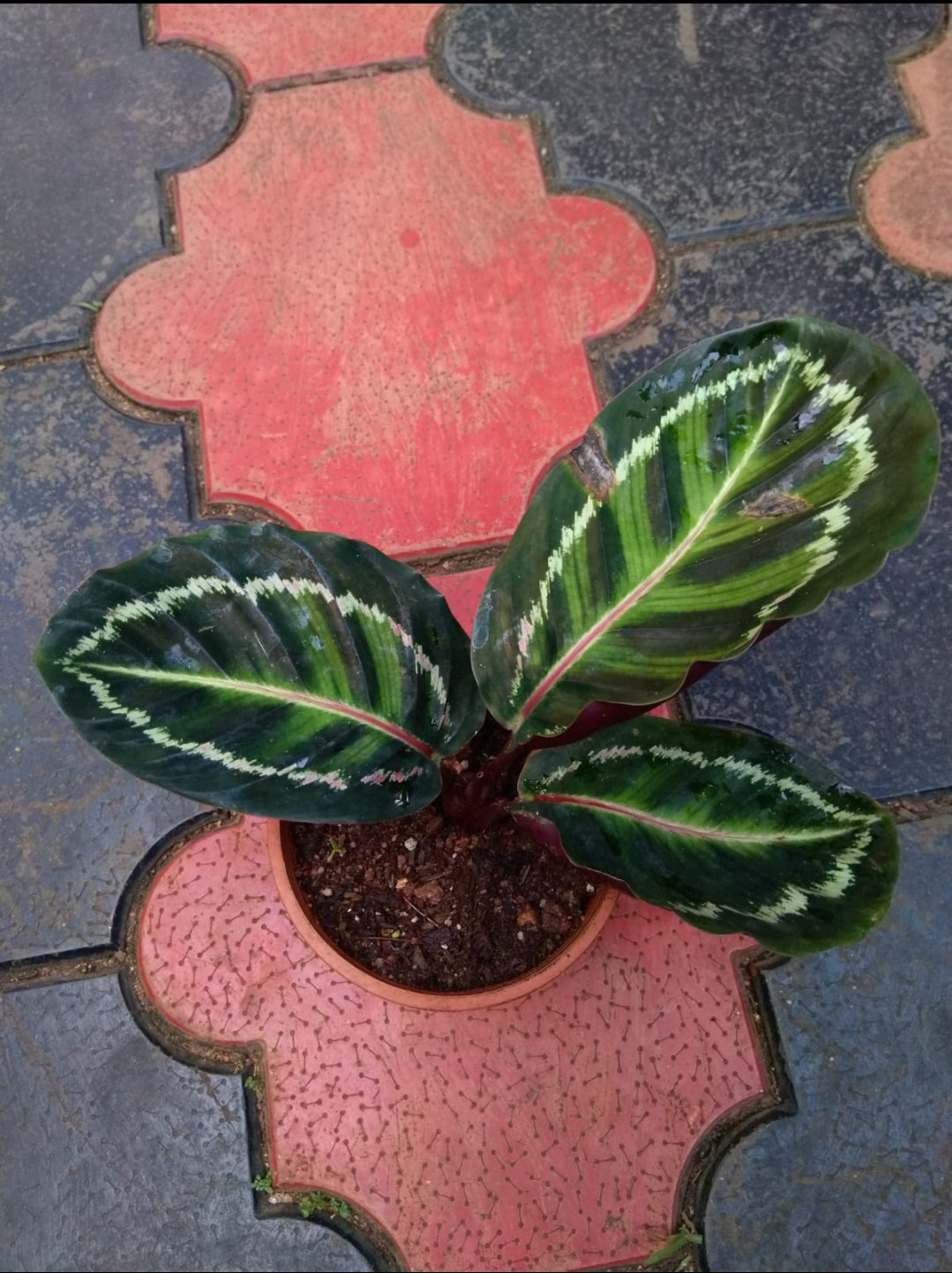 Calathea 1