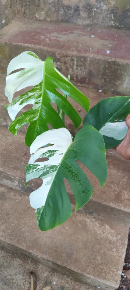 Monstera albo/Rare plant/mostra albo