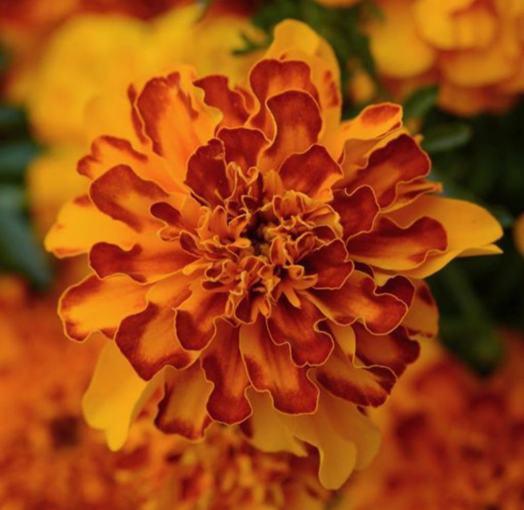 Marigold french Bonaza Bolero PanAm winter Flower seeds