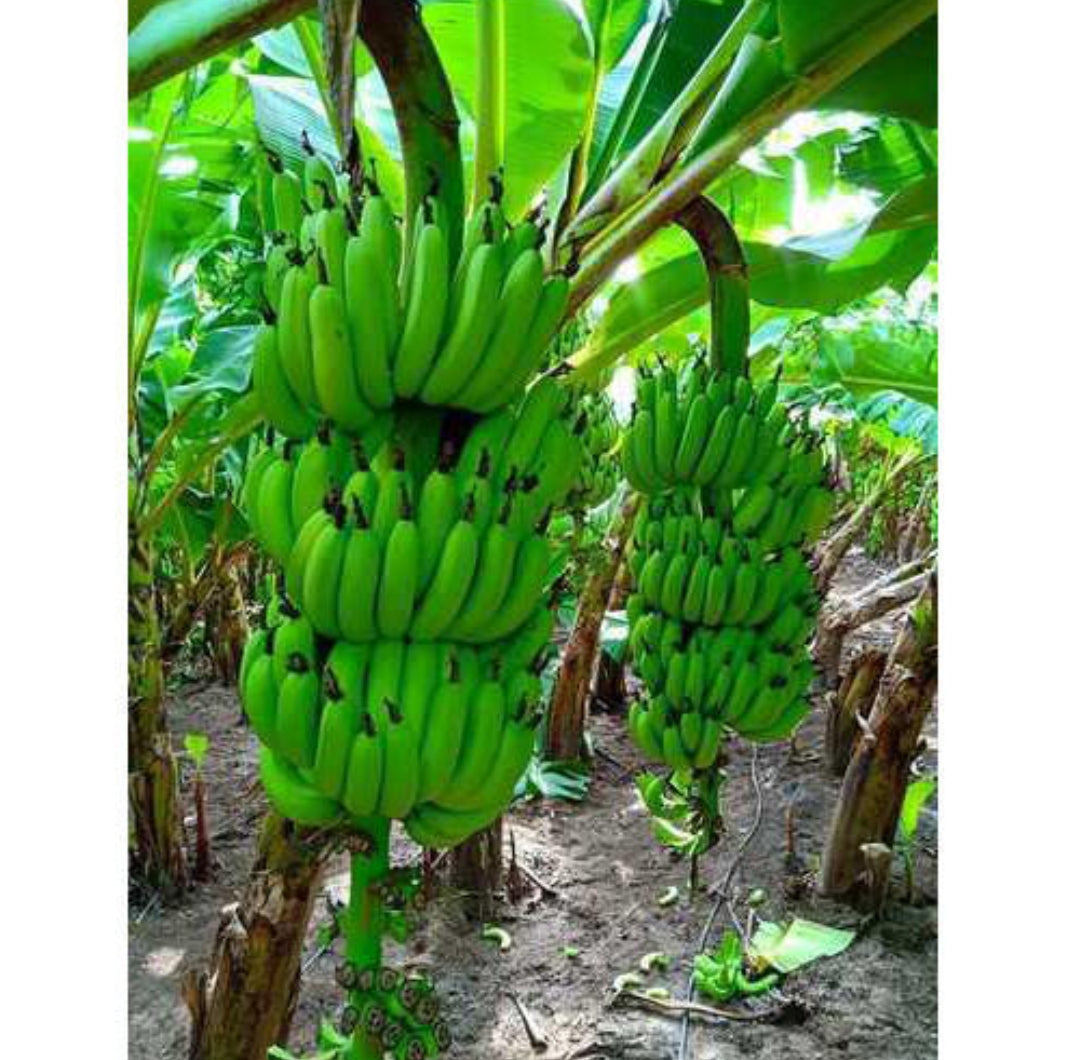 Banana fruits plant