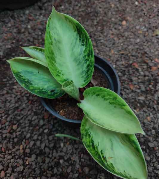 Agloanima yellow Bowl (Semishade plant)