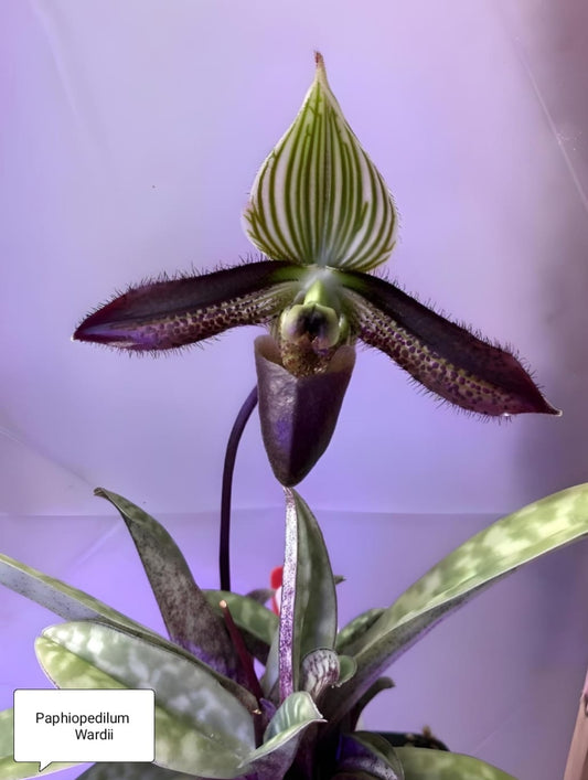 Paphiopedilum Wardii