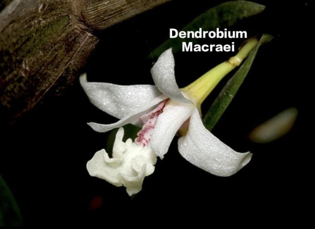 Dendrobium Macraei