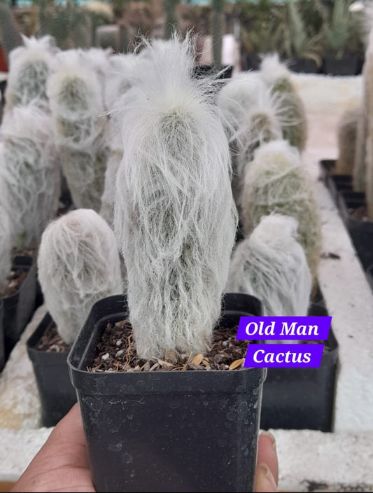 Old man Cactus 15