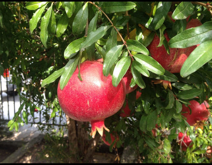 Mathalam fruit plant