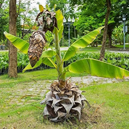Pachachingan banana fruit plant|traditional banana varieties