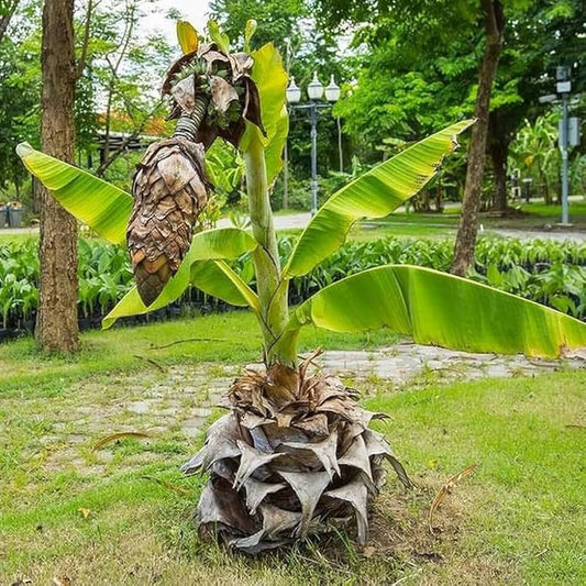 Pachachingan banana fruit plant|traditional banana varieties
