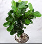 Ficus landscaping plant
