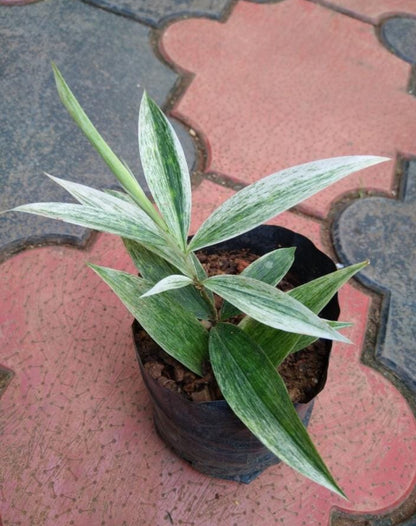 Variegated milky Bamboo