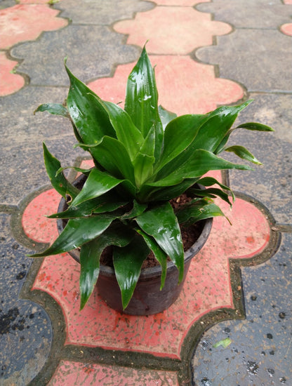 dracaena meaning in hindi Dracaena Compacta – ASHIYANA STORE