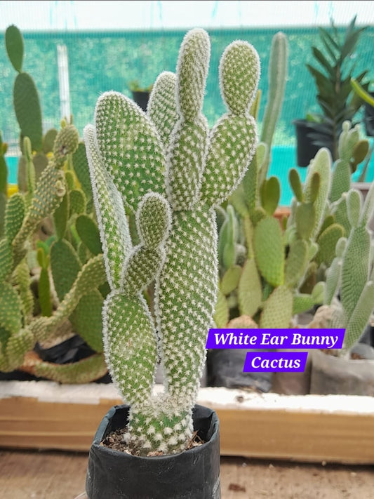 White ear bunny cactus 13