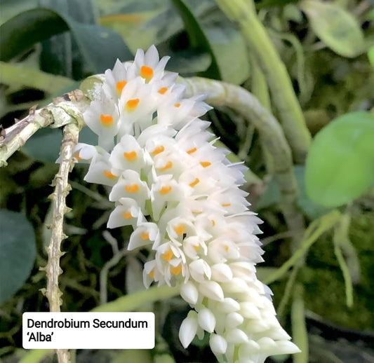 Dendrobium Secundum - Alba