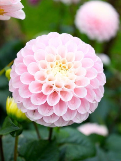 Buy Dahlia Pompon Bulbs Online in India | Colorful Ball Shape Flower Bulbs for Home Garden