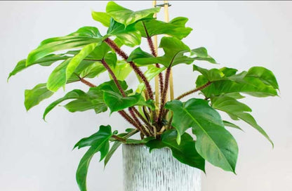 Philodendron Squamiferum plant| Indoor plants