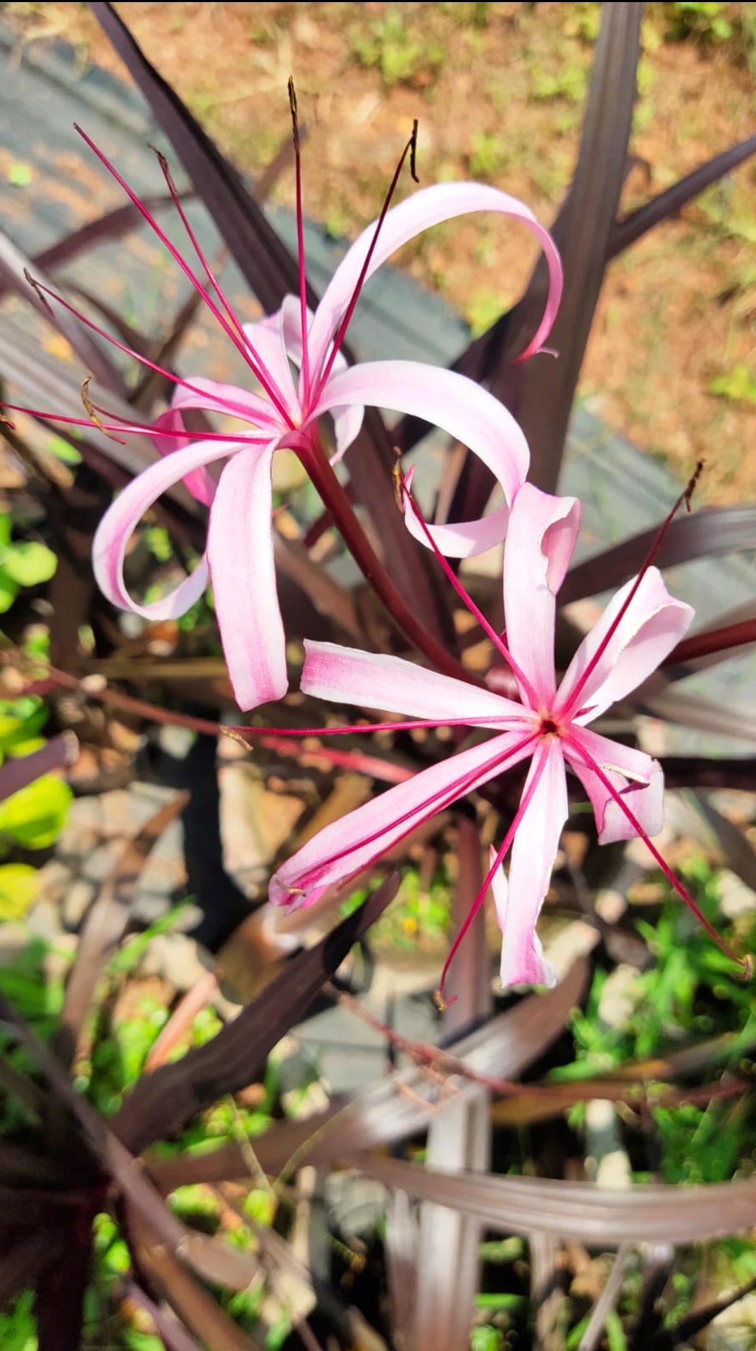 Black Lily bulb with plant