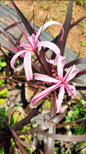 Black Lily bulb with plant