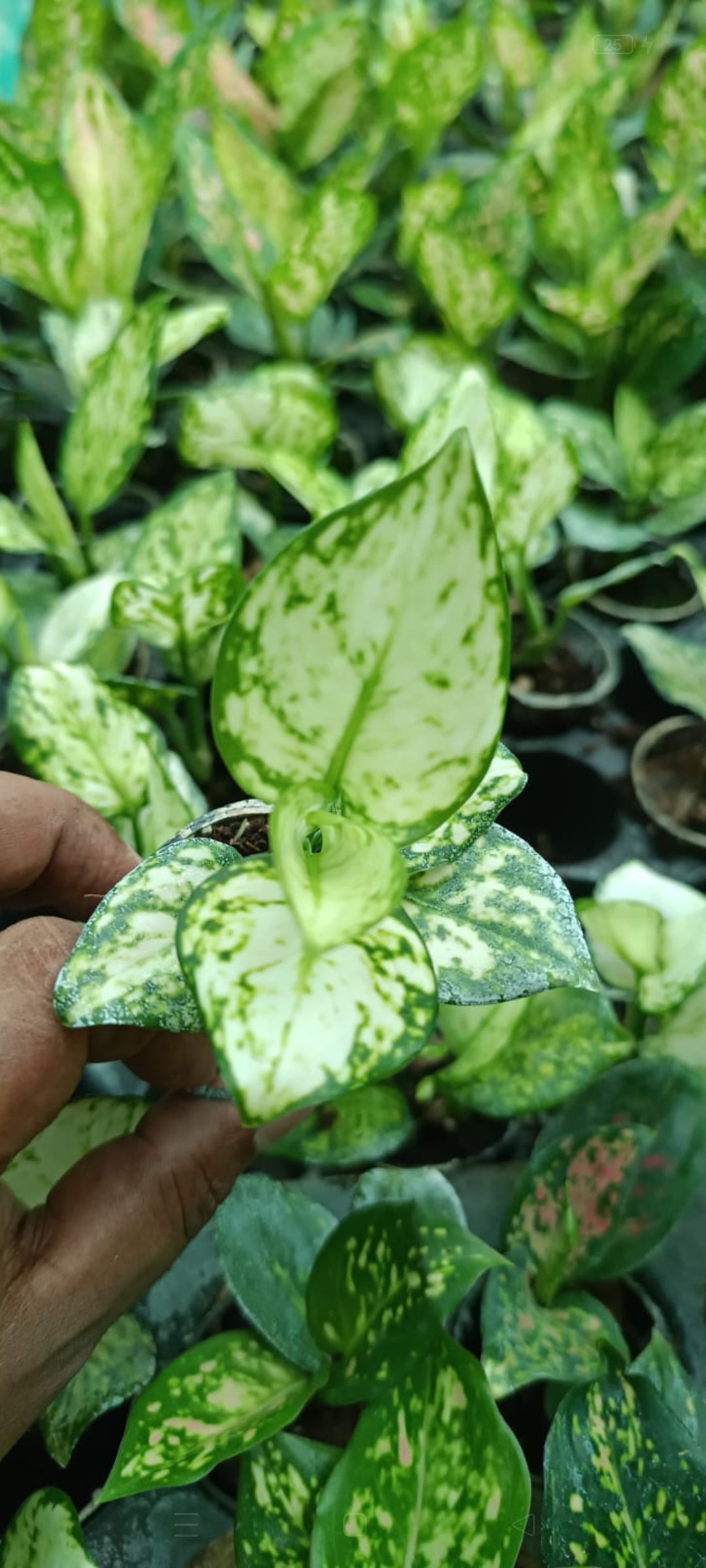 Superwhite Aglonima plant