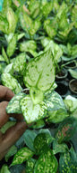 Superwhite Aglonima plant
