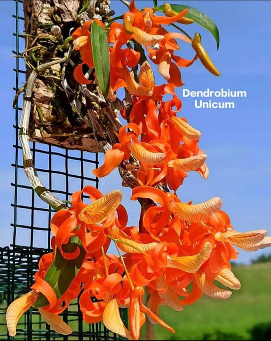 Dendrobium Unicum