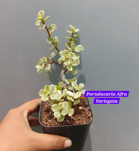 Portulacaaria Afra Variegata