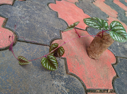 Cissus Discolor (Indoor plants)