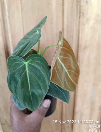 Philodendron Splendid Plant