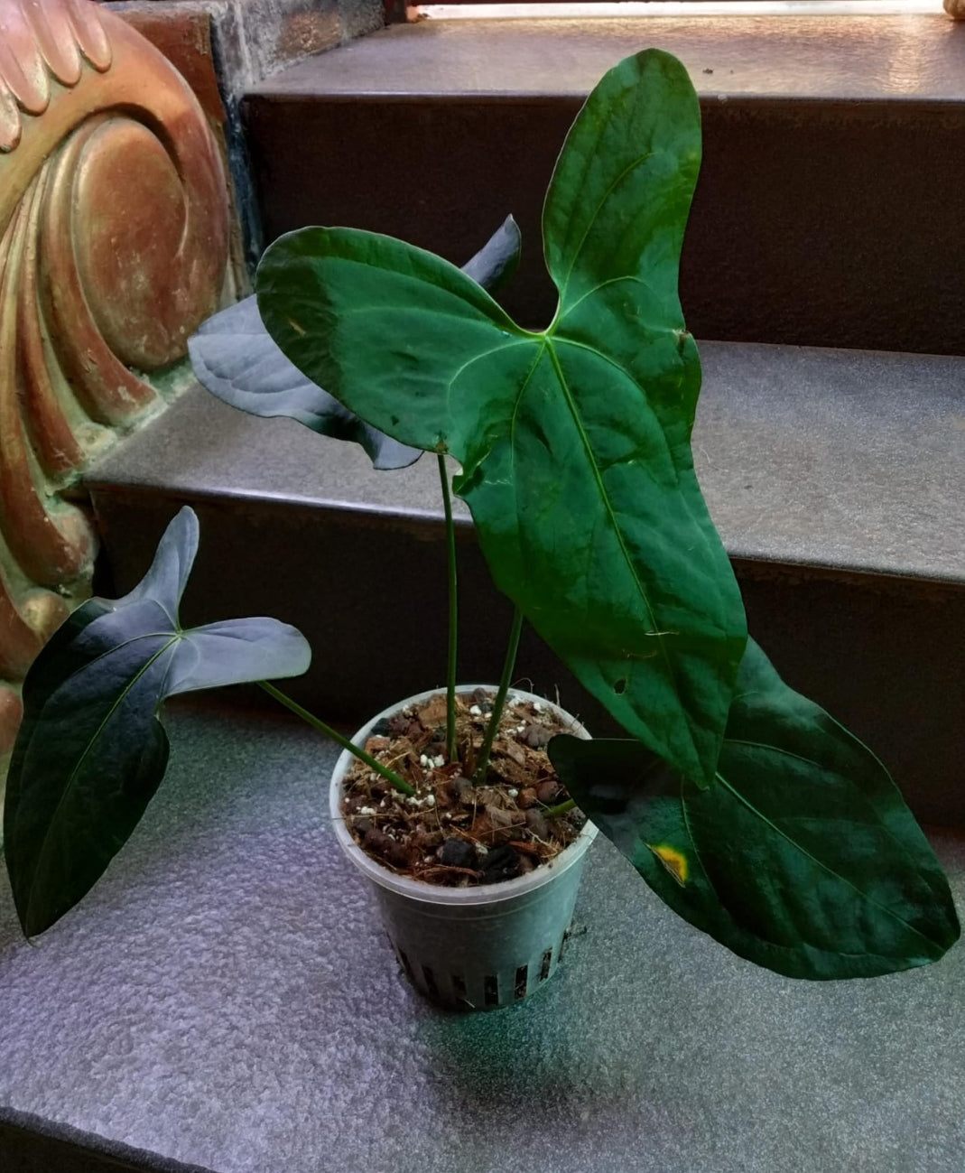 Anthurium Amazon Rabbit plant (Semishade)