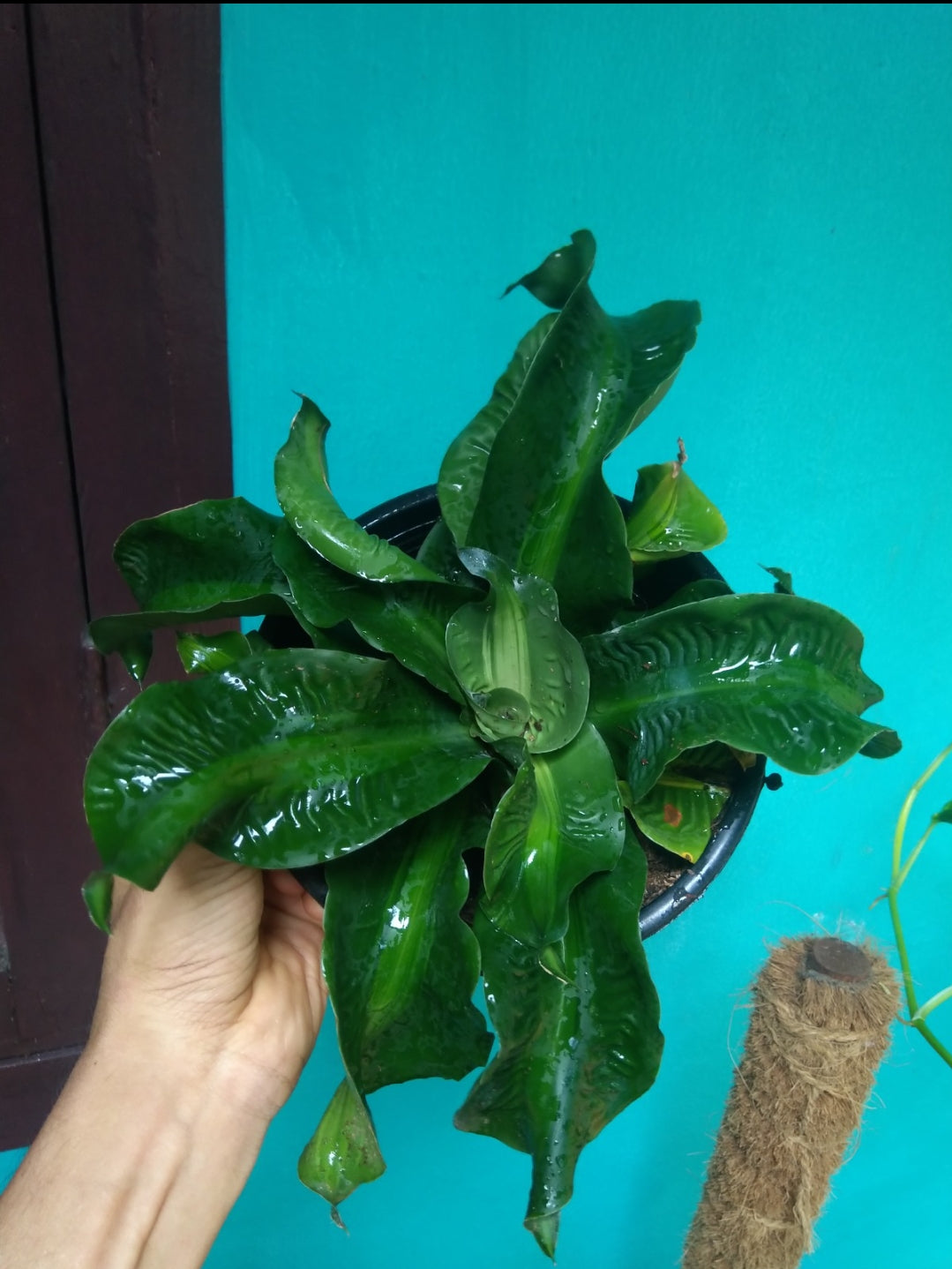 Dracena Tornado (Indoor plants)