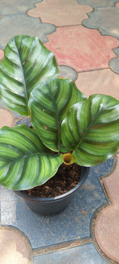 Calathea Fasciata