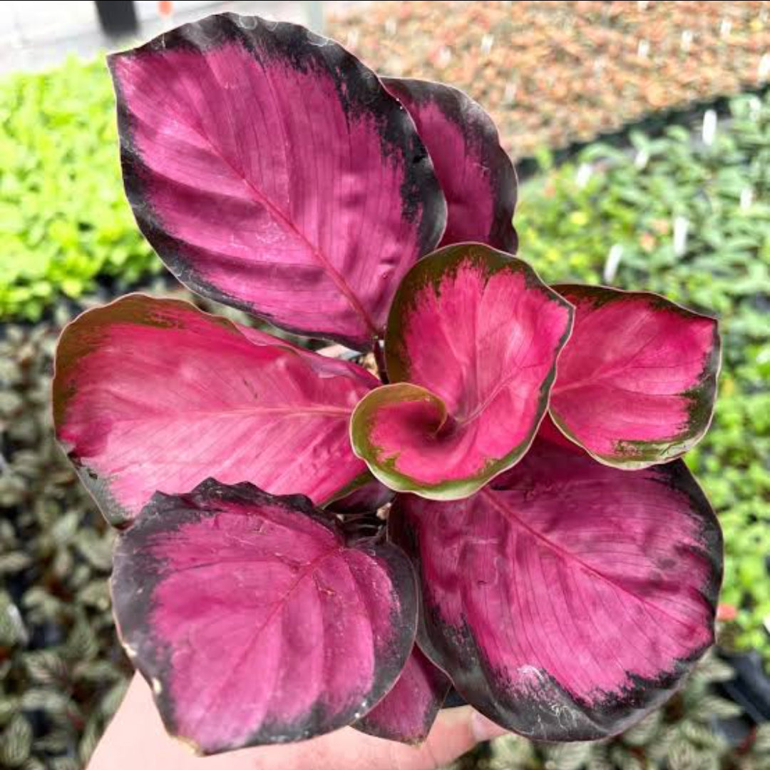 Calathiya Rosy (Indoor plants)