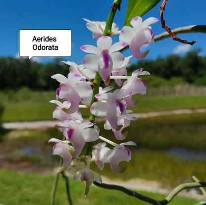 Aerides Odorota