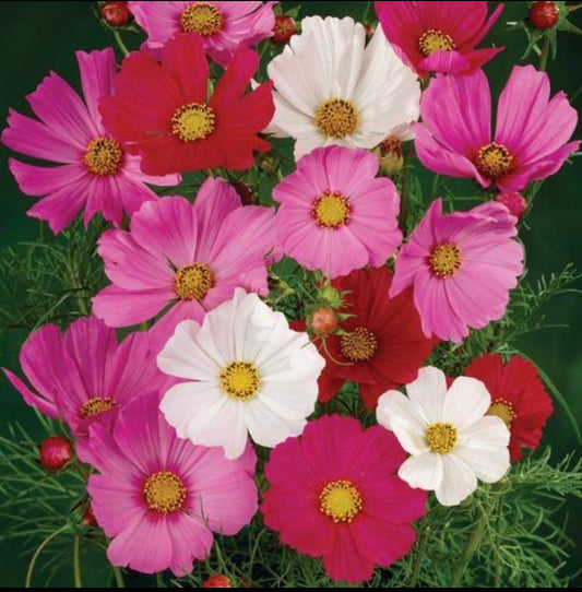 Cosmos sensation mix Summer Flower seeds