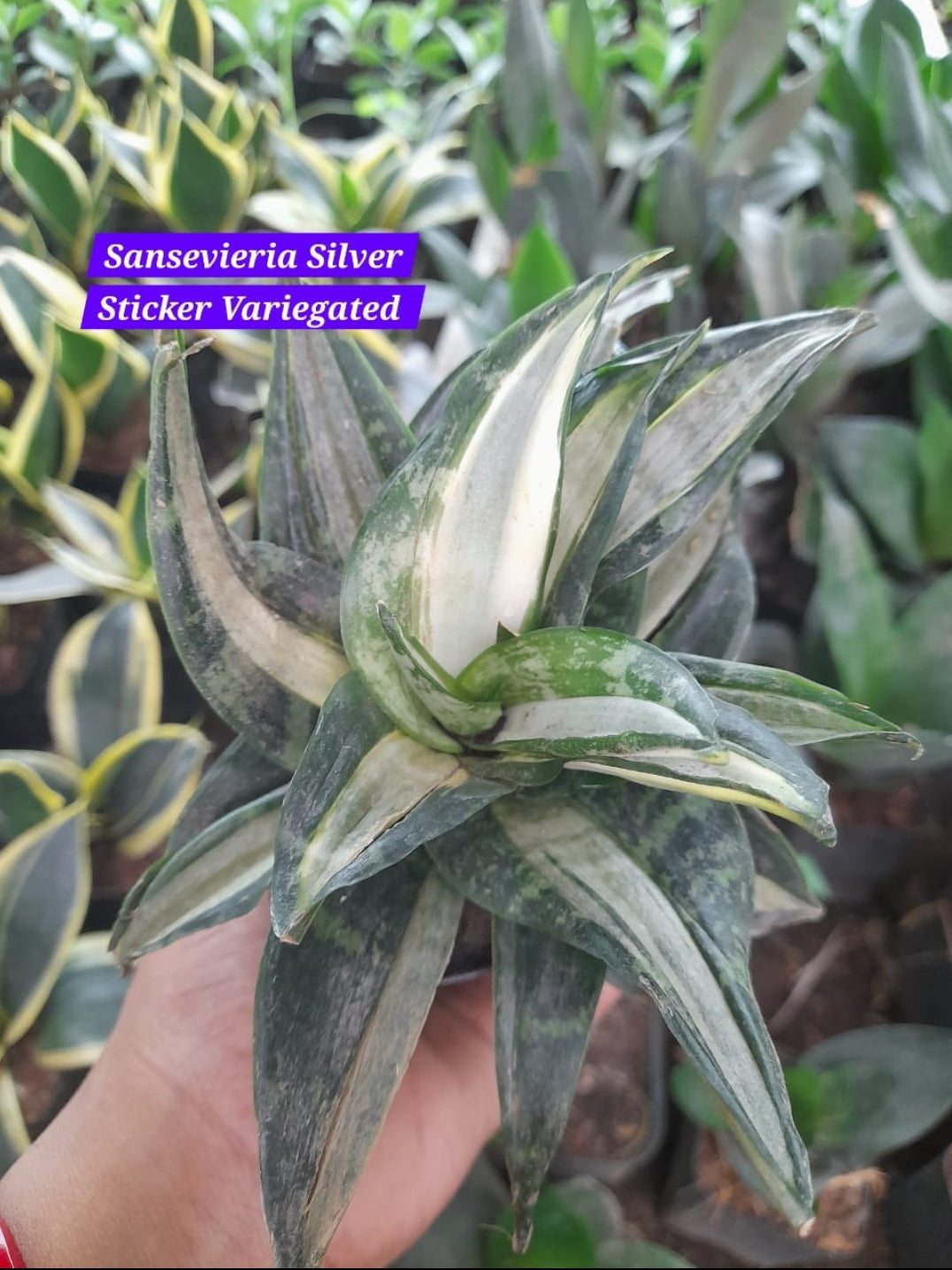 Sansevieria Silver Sticker Variegated