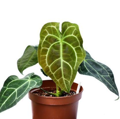 Anthurium Amazon King Stripes