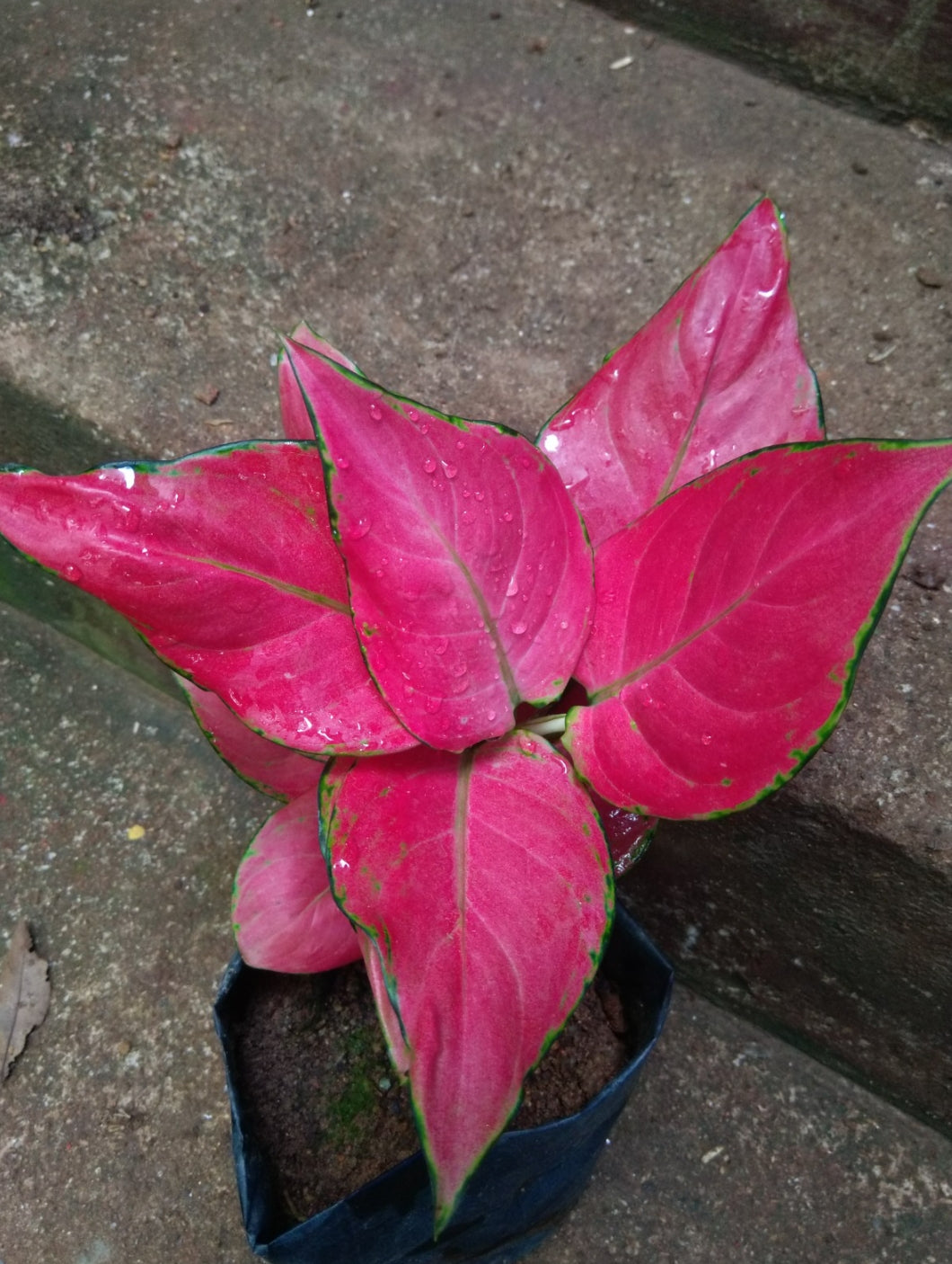 Agloanima Pink Katrina (Semishade plant)