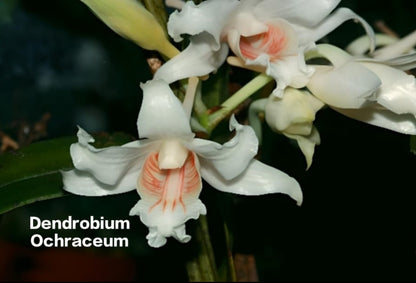 Dendrobium Ochraceum