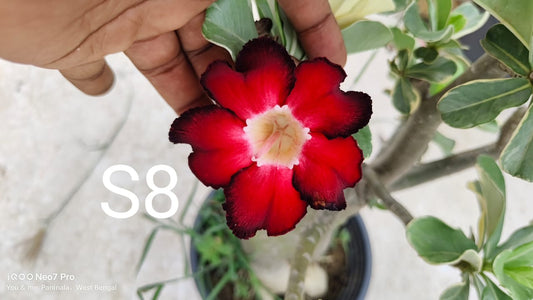 Adenium plant (desert rose) light red dark black stripe colour flower