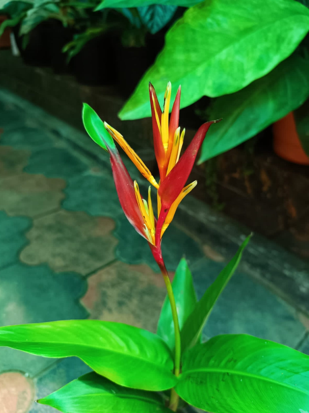 Heliconia Psittacorum plant