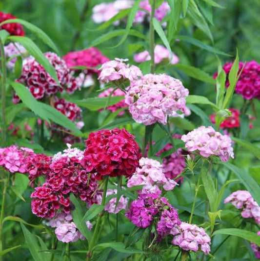 Dianthus sweet willi mix winter Flower seeds