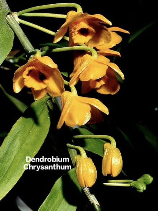 Dendrobium Chrysanthum