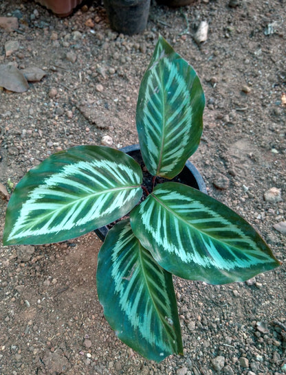 Calathea Roseopicta Cora.